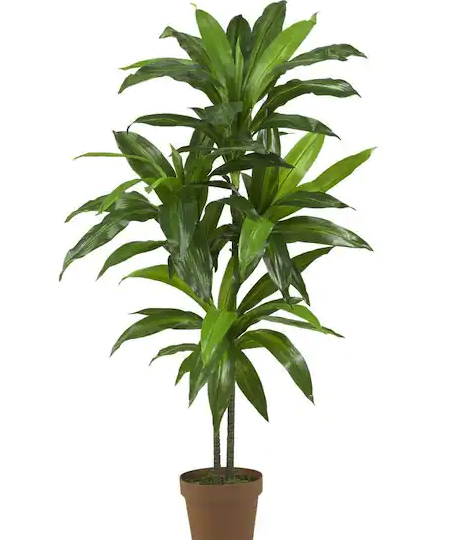 48 in. Artificial Green Dracaena